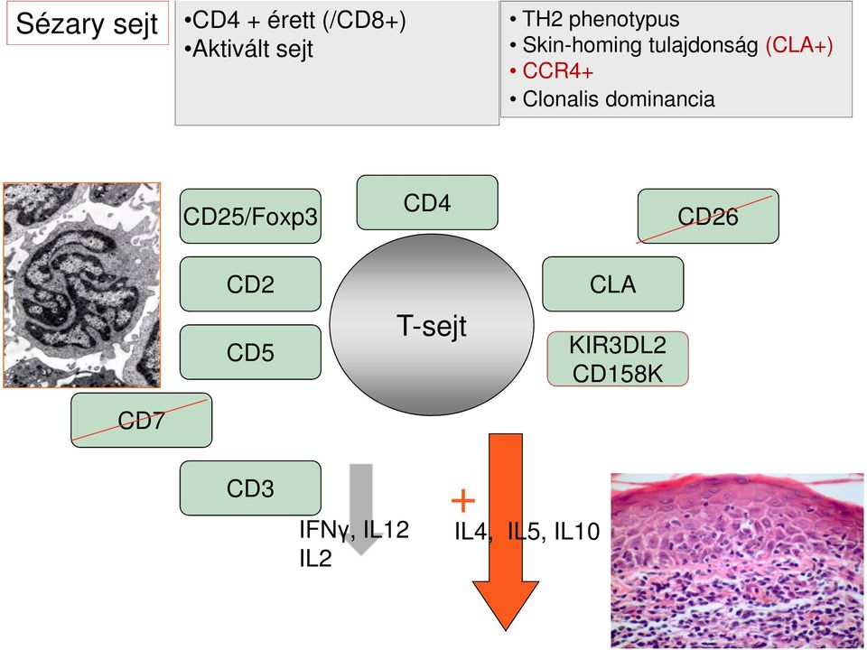 Clonalis dominancia CD25/Foxp3 CD4 CD26 CD2 CD5