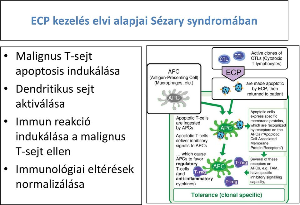 sejt aktiválása Immun reakció indukálása a