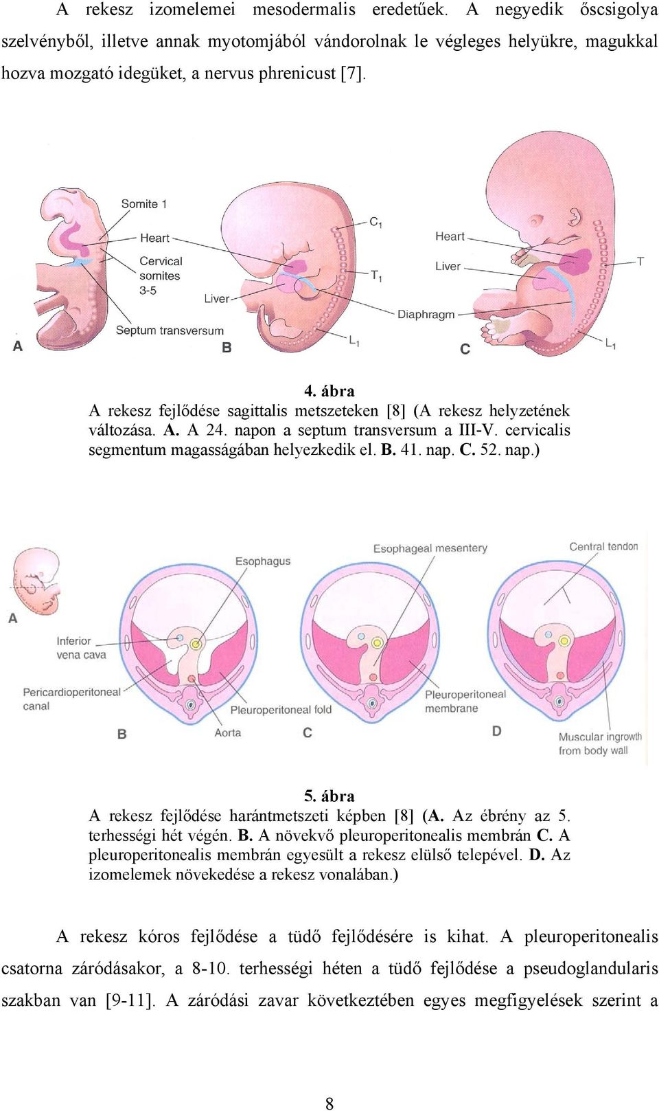 nap.) 5. ábra A rekesz fejlődése harántmetszeti képben [8] (A. Az ébrény az 5. terhességi hét végén. B. A növekvő pleuroperitonealis membrán C.