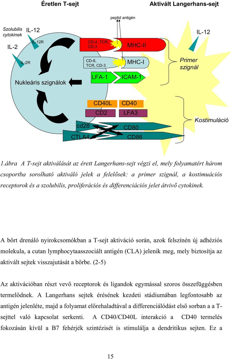 ábra A T-sejt aktiválását az érett Langerhans-sejt végzi el, mely folyamatért három csoportba sorolható aktiváló jelek a felel sek: a primer szignál, a kostimuációs receptorok és a szolubilis,