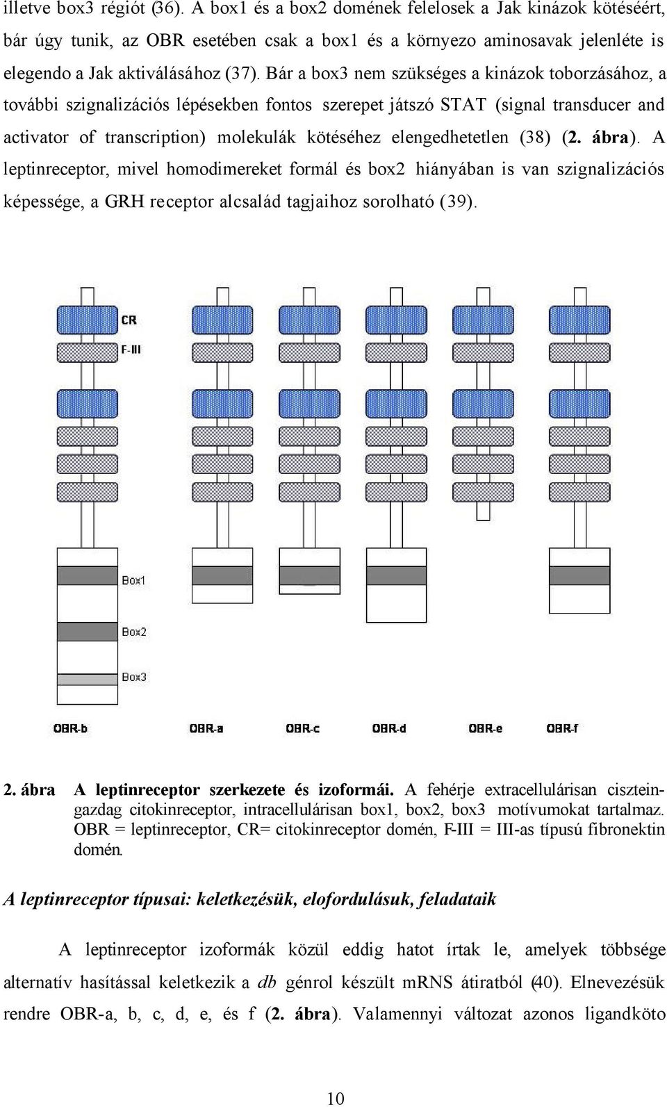 Bár a box3 nem szükséges a kinázok toborzásához, a további szignalizációs lépésekben fontos szerepet játszó STAT (signal transducer and activator of transcription) molekulák kötéséhez elengedhetetlen