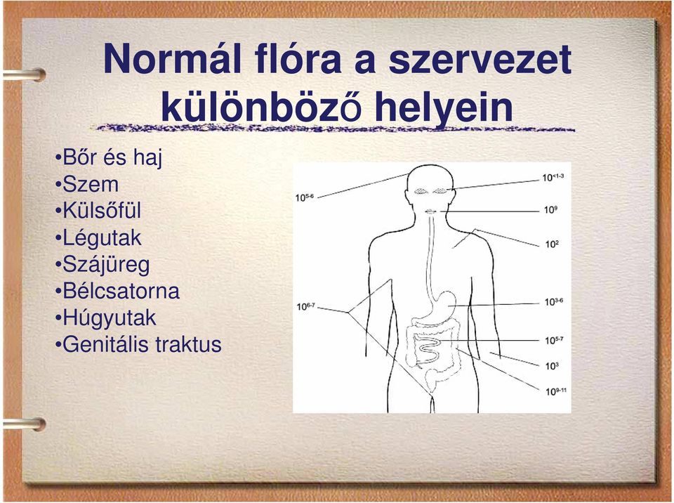 Szájüreg Bélcsatorna Húgyutak