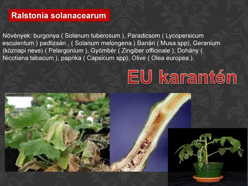 spp), Geranium (köznapi neve) ( Pelargonium ), Gyömbér ( Zingiber officinale