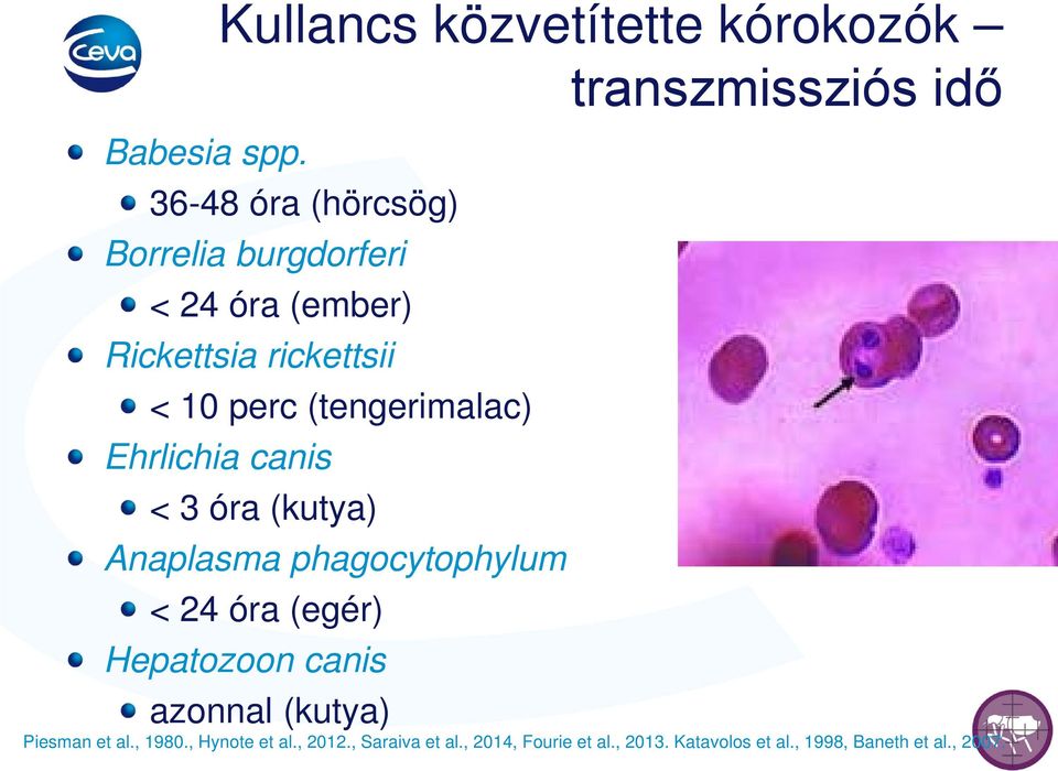 (tengerimalac) Ehrlichia canis < 3 óra (kutya) Anaplasma phagocytophylum < 24 óra (egér) Hepatozoon