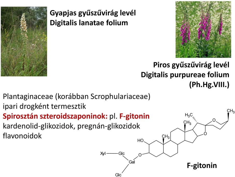 F-gitonin kardenolid-glikozidok, pregnán-glikozidok flavonoidok Piros