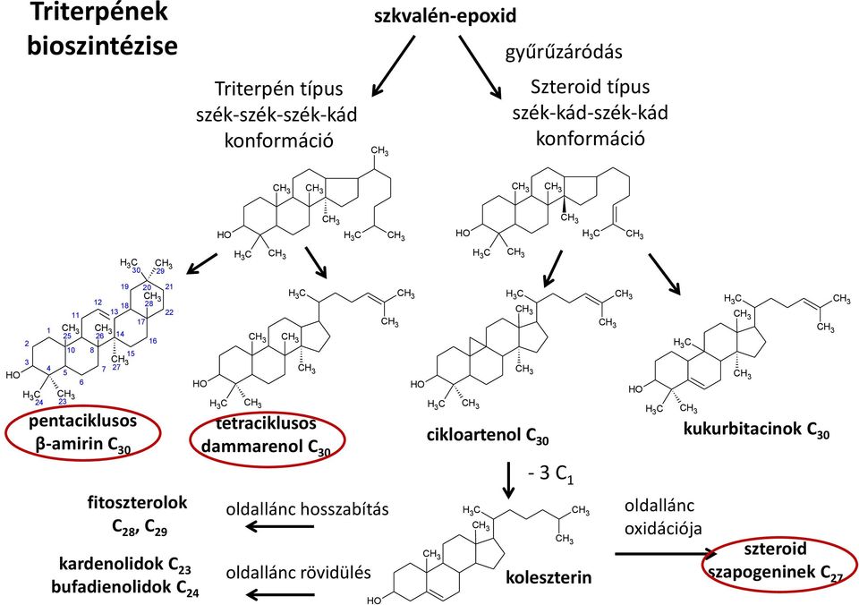 28 22 17 16 tetraciklusos cikloartenol C kukurbitacinok C dammarenol C 0 0 0 - C 1 fitoszterolok C 28, C 29 kardenolidok