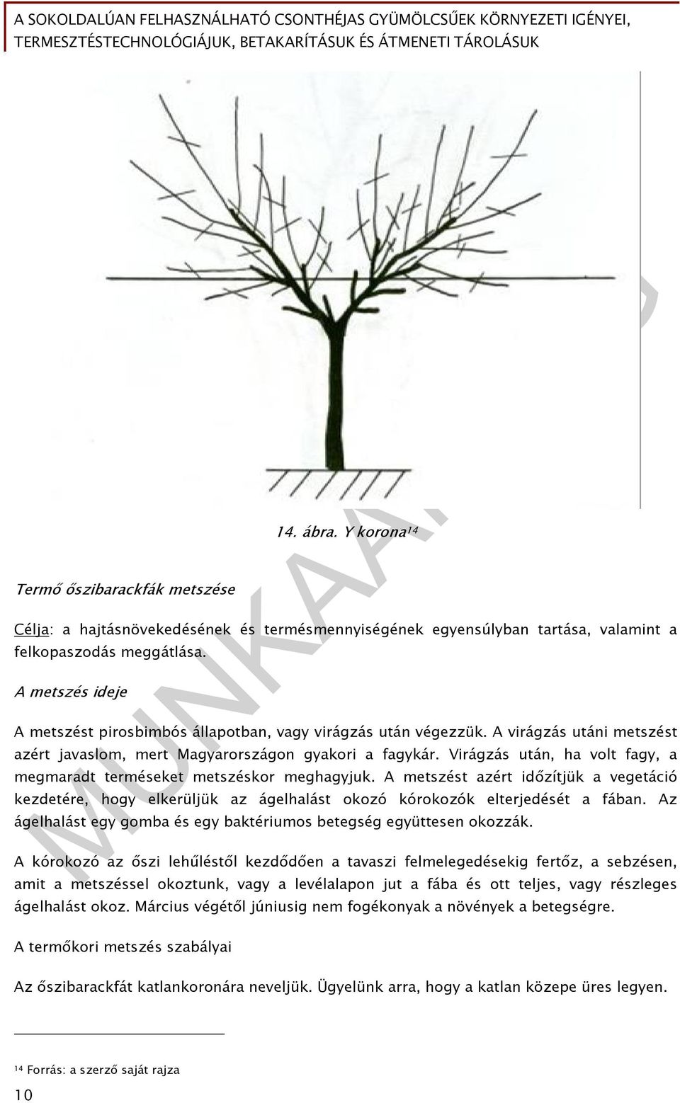 Virágzás után, ha volt fagy, a megmaradt terméseket metszéskor meghagyjuk. A metszést azért időzítjük a vegetáció kezdetére, hogy elkerüljük az ágelhalást okozó kórokozók elterjedését a fában.