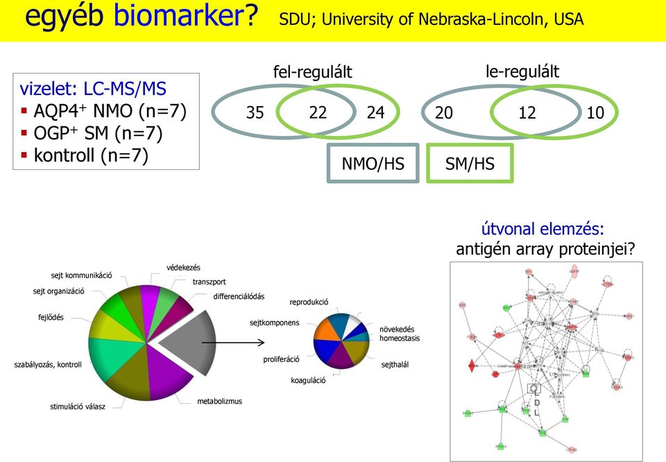 fel-regulált 22 24 NMO/HS le-regulált 20 12 10 SM/HS útvonal elemzés: antigén array proteinjei?