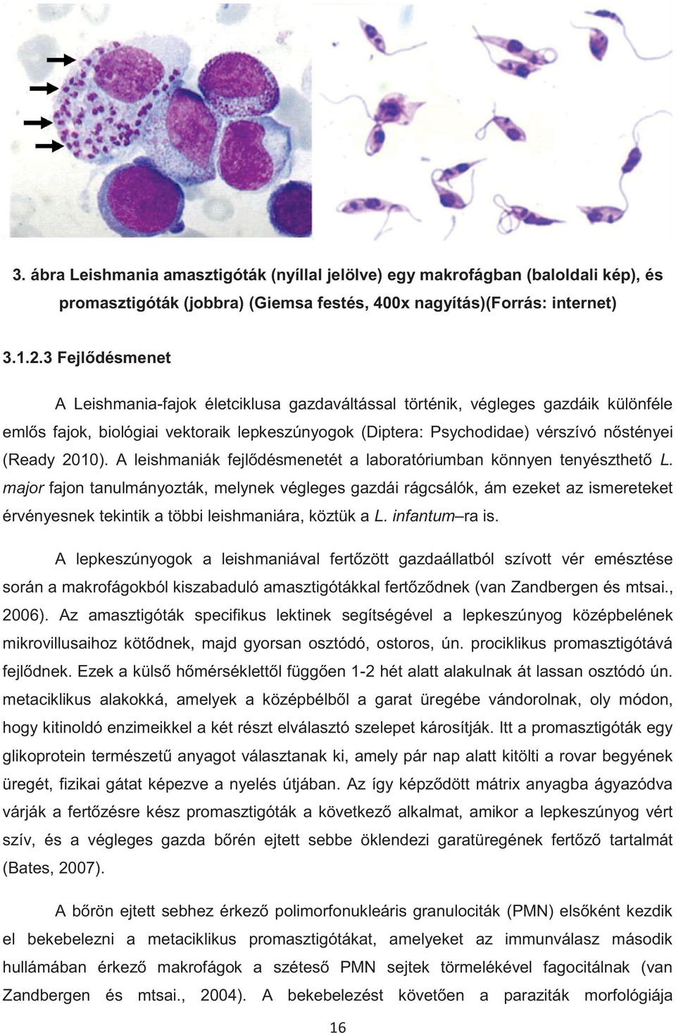 2010). A leishmaniák fejlődésmenetét a laboratóriumban könnyen tenyészthető L.