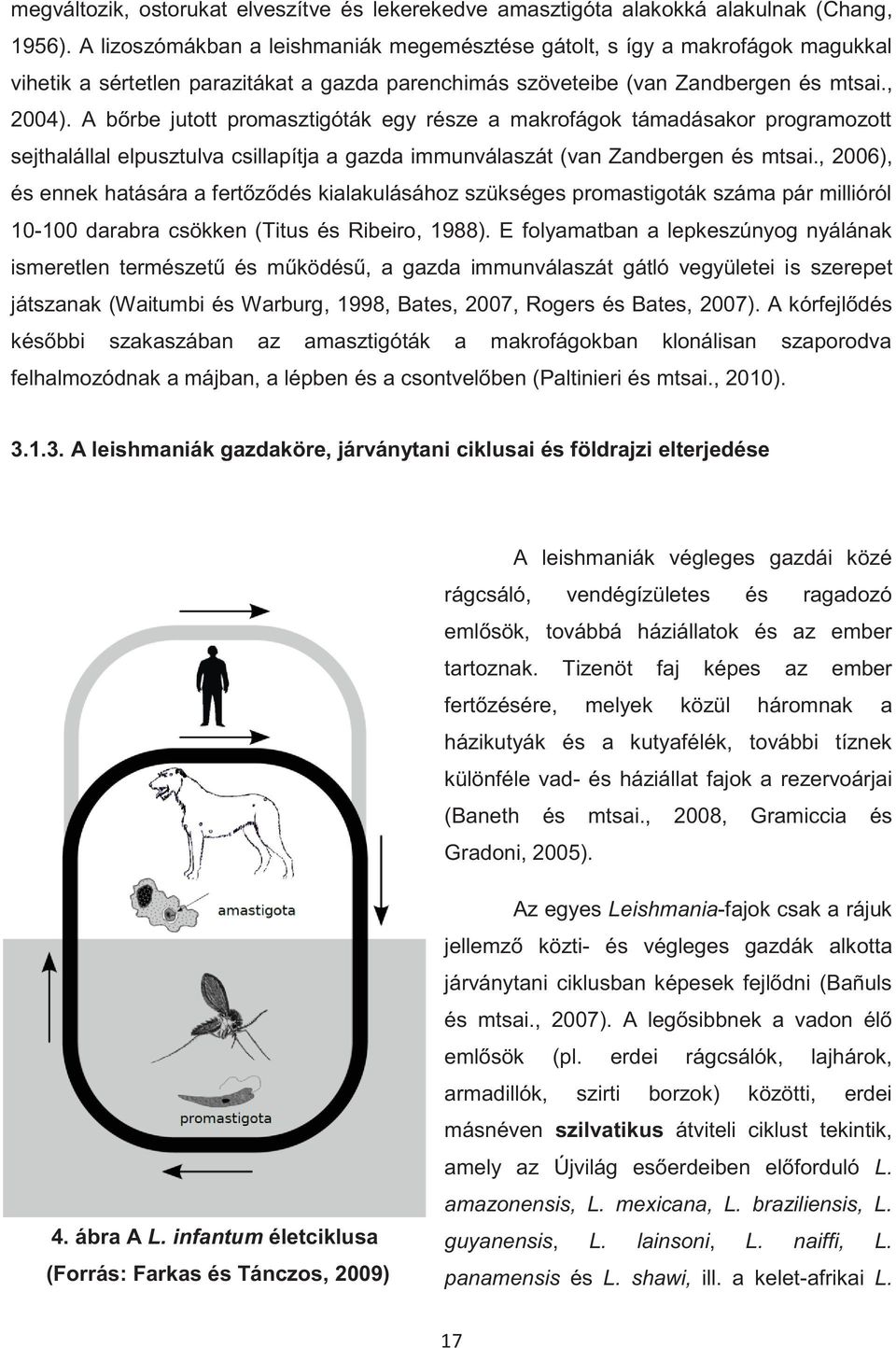 A bőrbe jutott promasztigóták egy része a makrofágok támadásakor programozott sejthalállal elpusztulva csillapítja a gazda immunválaszát (van Zandbergen és mtsai.