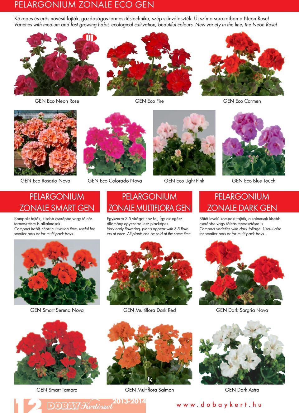 GEN Eco Neon Rose GEN Eco Fire GEN Eco Carmen GEN Eco Rosario Nova GEN Eco Colorado Nova GEN Eco Light Pink GEN Eco Blue Touch PELARGONIUM ZONALE SMART GEN Kompakt fajták, kisebb cserépbe vagy tálcás