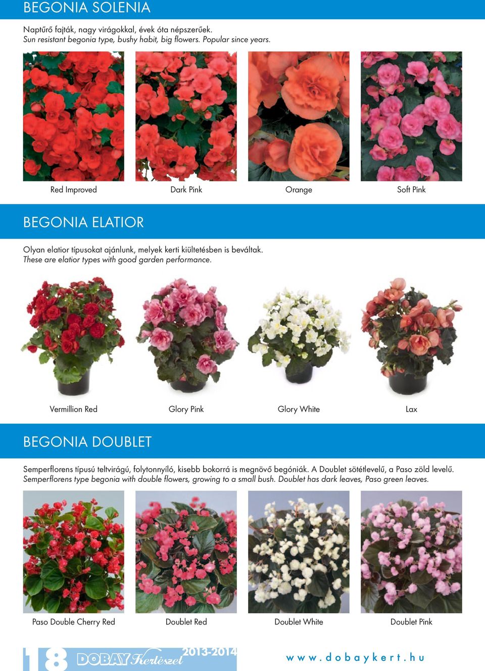These are elatior types with good garden performance.