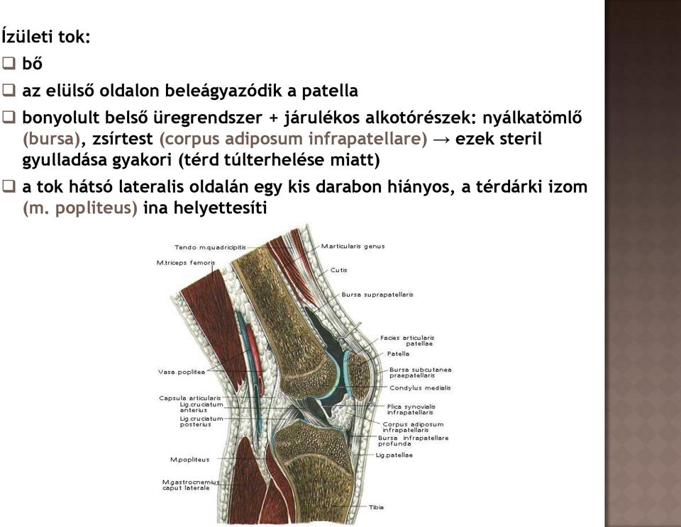 adiposum infrapatellare) ezek steril gyulladása gyakori (térd túlterhelése miatt) a