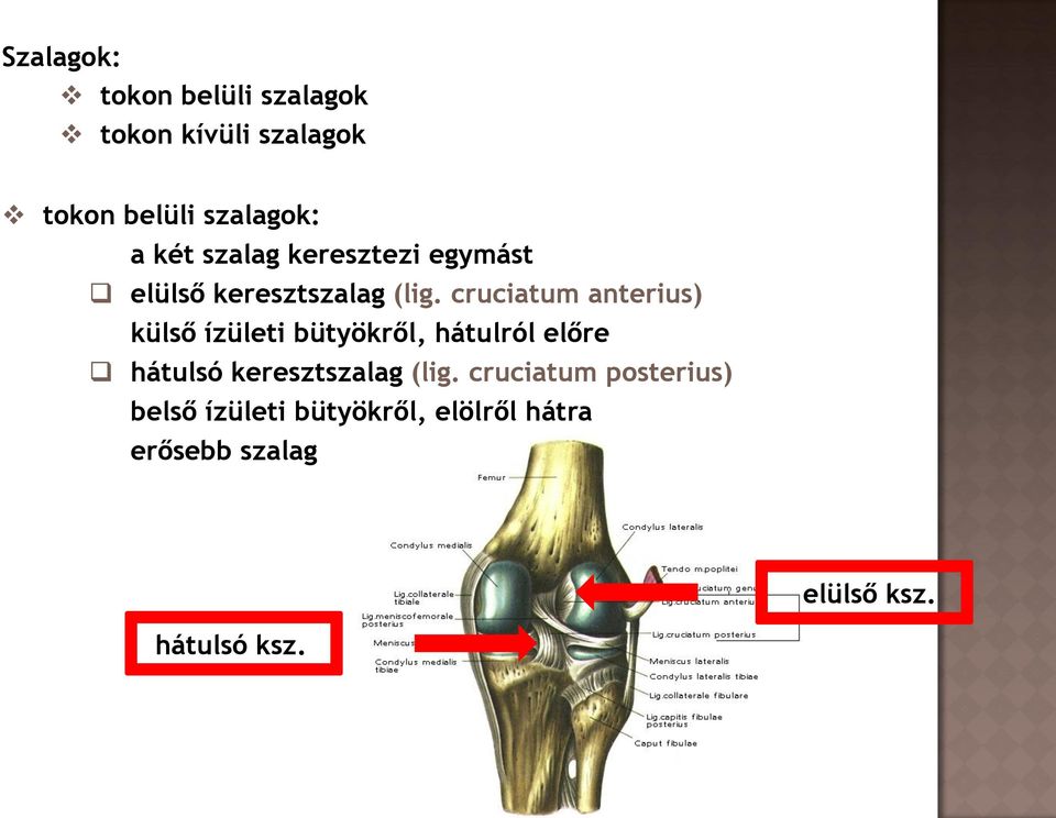 cruciatum anterius) külső ízületi bütyökről, hátulról előre hátulsó