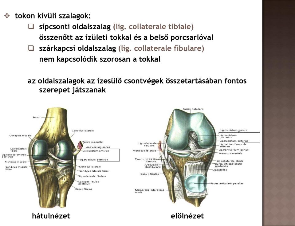 szárkapcsi oldalszalag (lig.