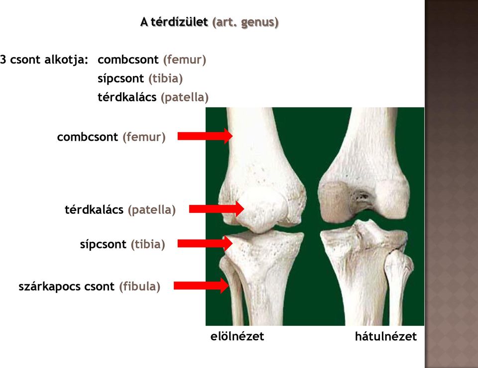 (tibia) térdkalács (patella) combcsont (femur)