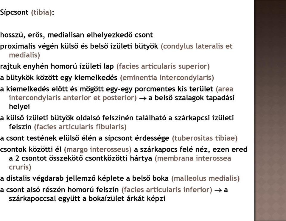 tapadási helyei a külső ízületi bütyök oldalsó felszínén található a szárkapcsi ízületi felszín (facies articularis fibularis) a csont testének elülső élén a sípcsont érdessége (tuberositas tibiae)