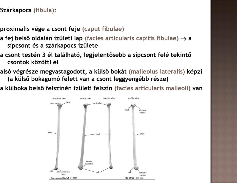 sípcsont felé tekintő csontok közötti él alsó végrésze megvastagodott, a külső bokát (malleolus lateralis) képzi (a