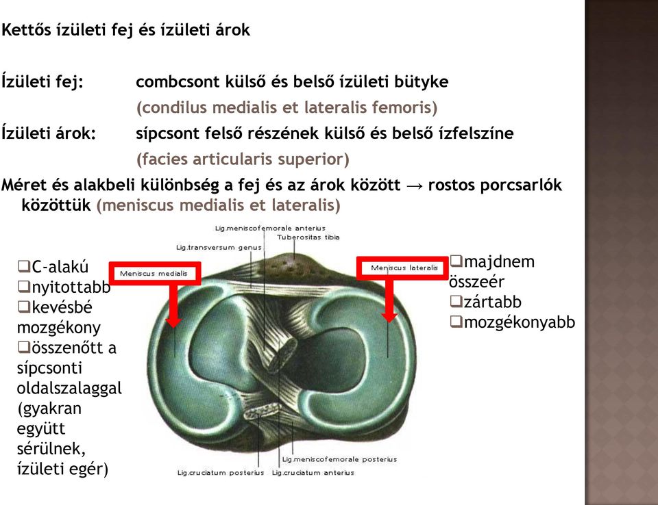 különbség a fej és az árok között rostos porcsarlók közöttük (meniscus medialis et lateralis) C-alakú nyitottabb kevésbé