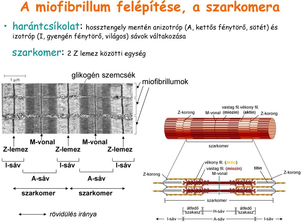 M-vonal (miozin) (aktin) Z-korong M-vonal M-vonal Z-lemez Z-lemez Z-lemez szarkomer I-sáv I-sáv I-sáv A-sáv A-sáv Z-korong vékony fil.