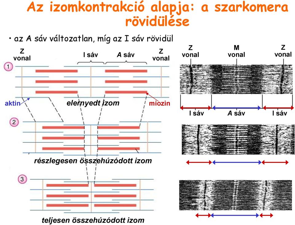 Z vonal M vonal Z vonal aktin elernyedt izom miozin I sáv A