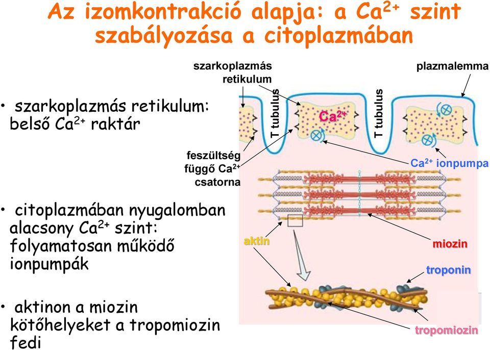 feszültség függő Ca 2+ csatorna citoplazmában nyugalomban alacsony Ca 2+ szint: folyamatosan