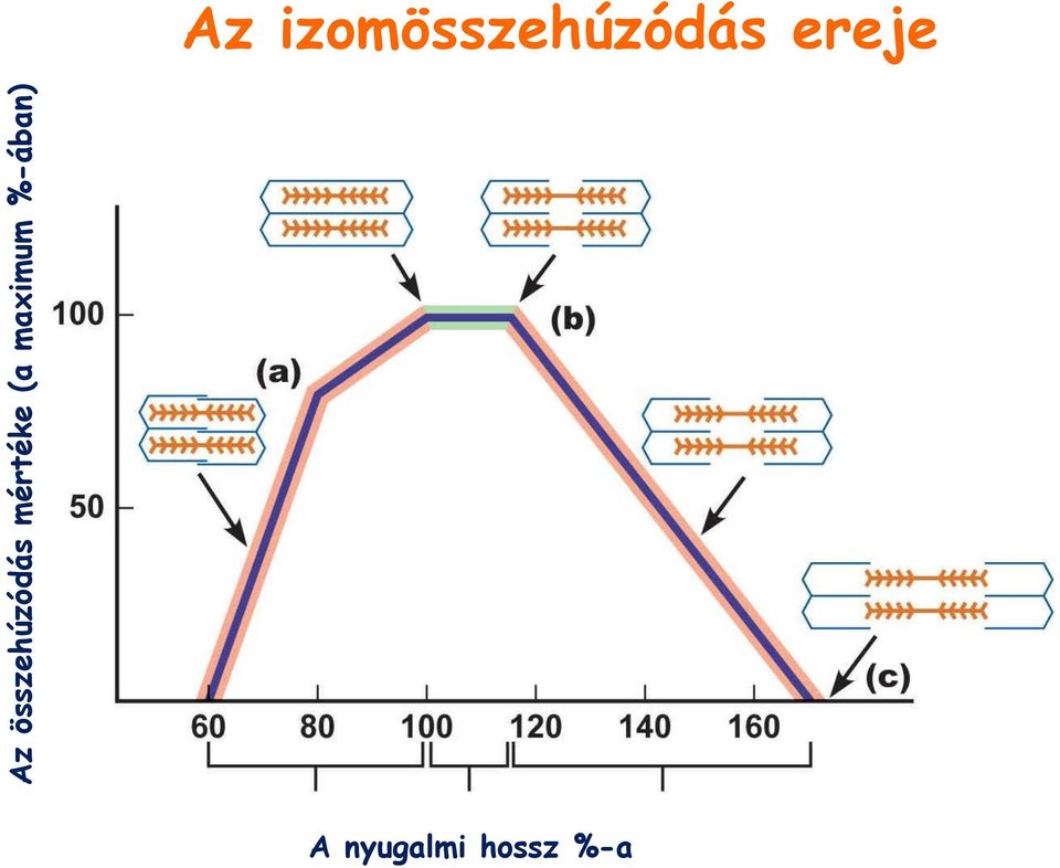 %-ában) Az