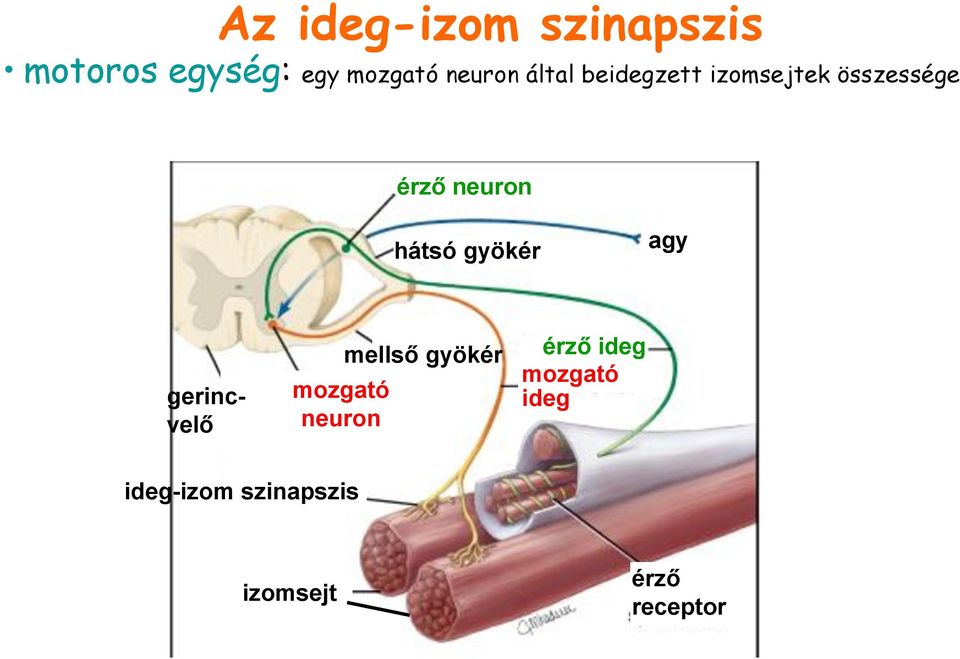 gyökér agy gerincvelő mozgató neuron mellső gyökér érző