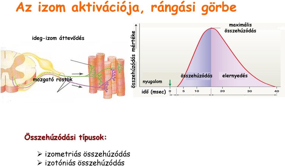 rostok nyugalom összehúzódás elernyedés idő (msec)