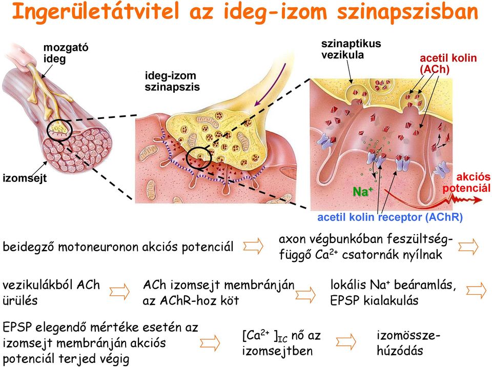 2+ csatornák nyílnak vezikulákból ACh ürülés ACh izomsejt membránján az AChR-hoz köt lokális Na + beáramlás, EPSP kialakulás