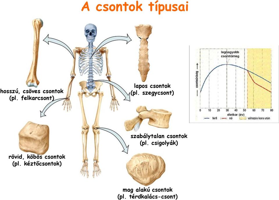 szegycsont) szabálytalan csontok (pl.