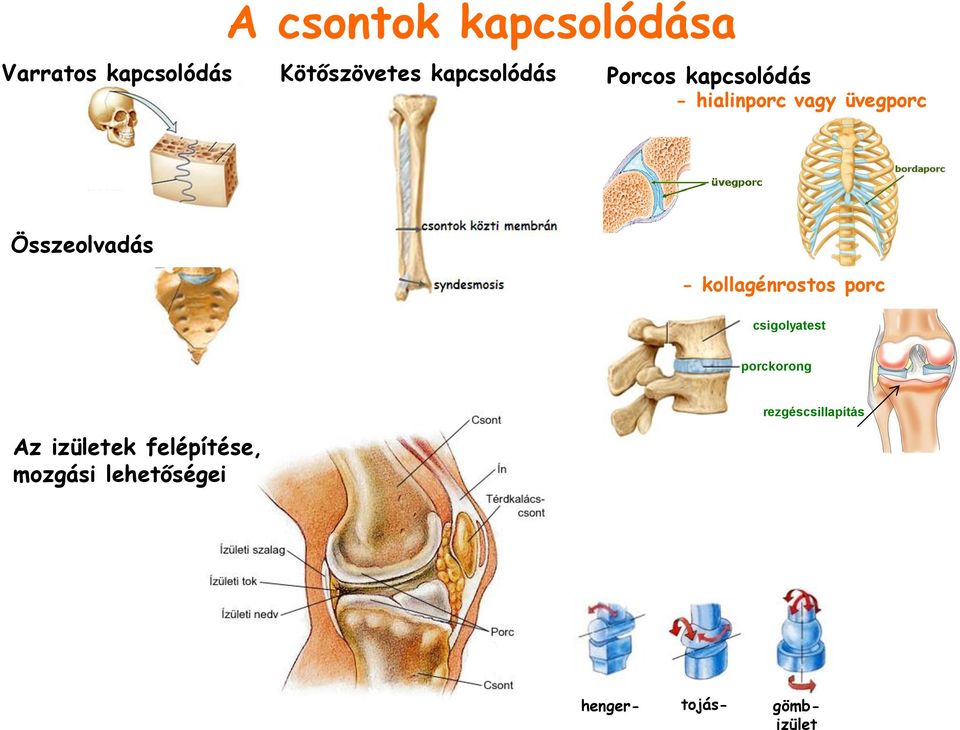 Összeolvadás - kollagénrostos porc csigolyatest porckorong Az