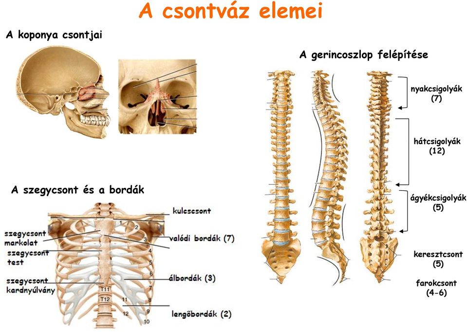 hátcsigolyák (12) A szegycsont és a bordák