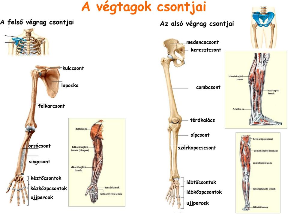 felkarcsont térdkalács sípcsont orsócsont singcsont