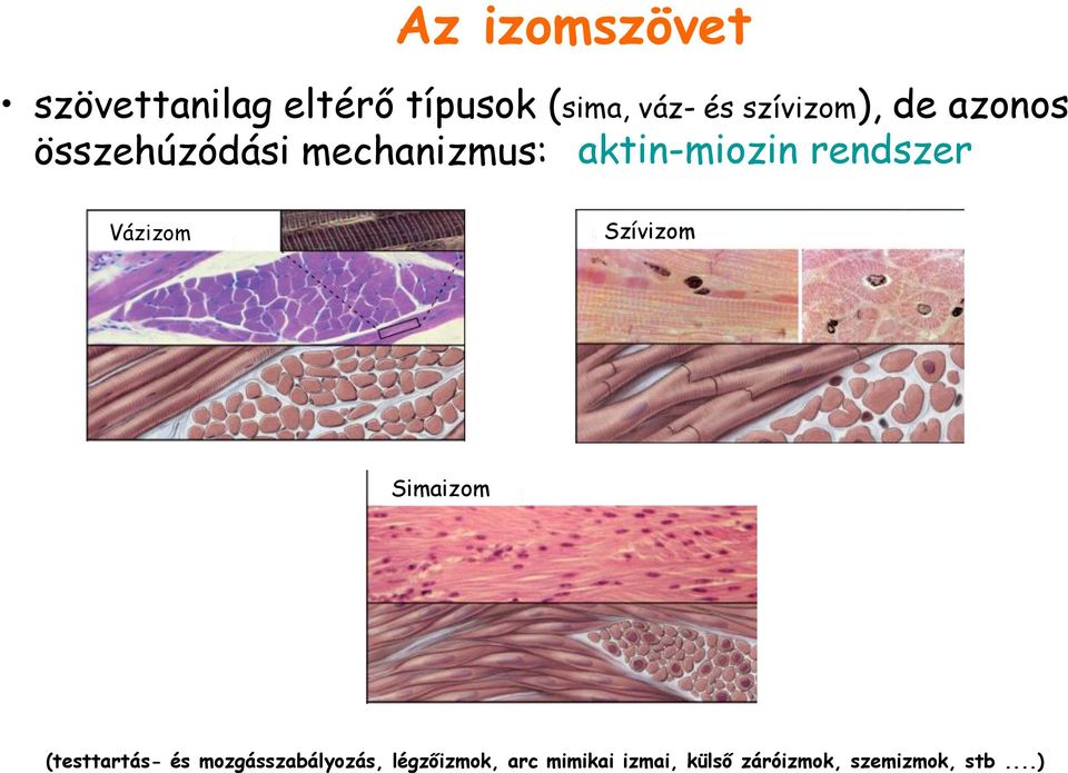 rendszer Vázizom Szívizom Simaizom (testtartás- és