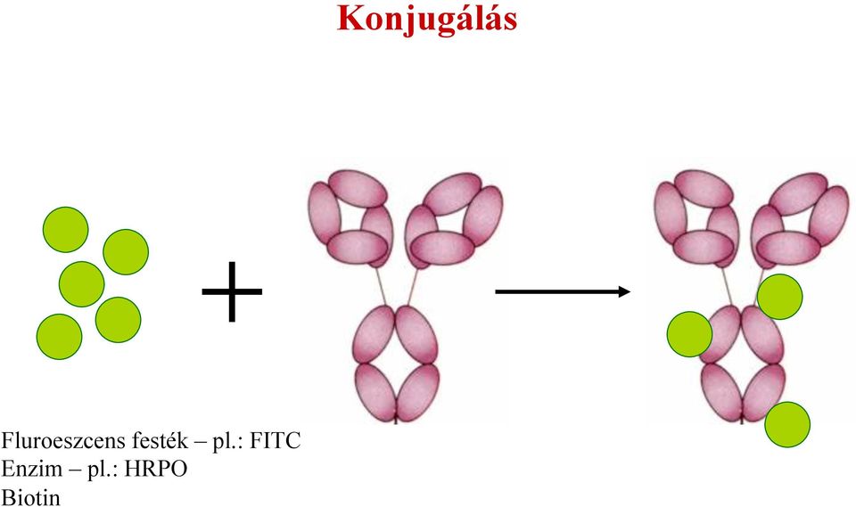 : FITC Enzim pl.