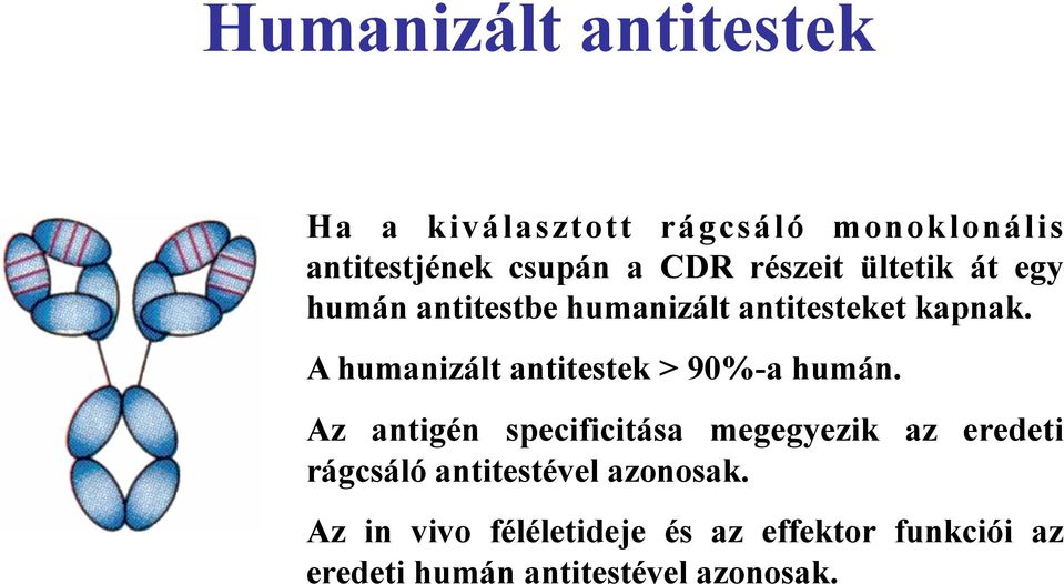 A humanizált antitestek > 90%-a humán.