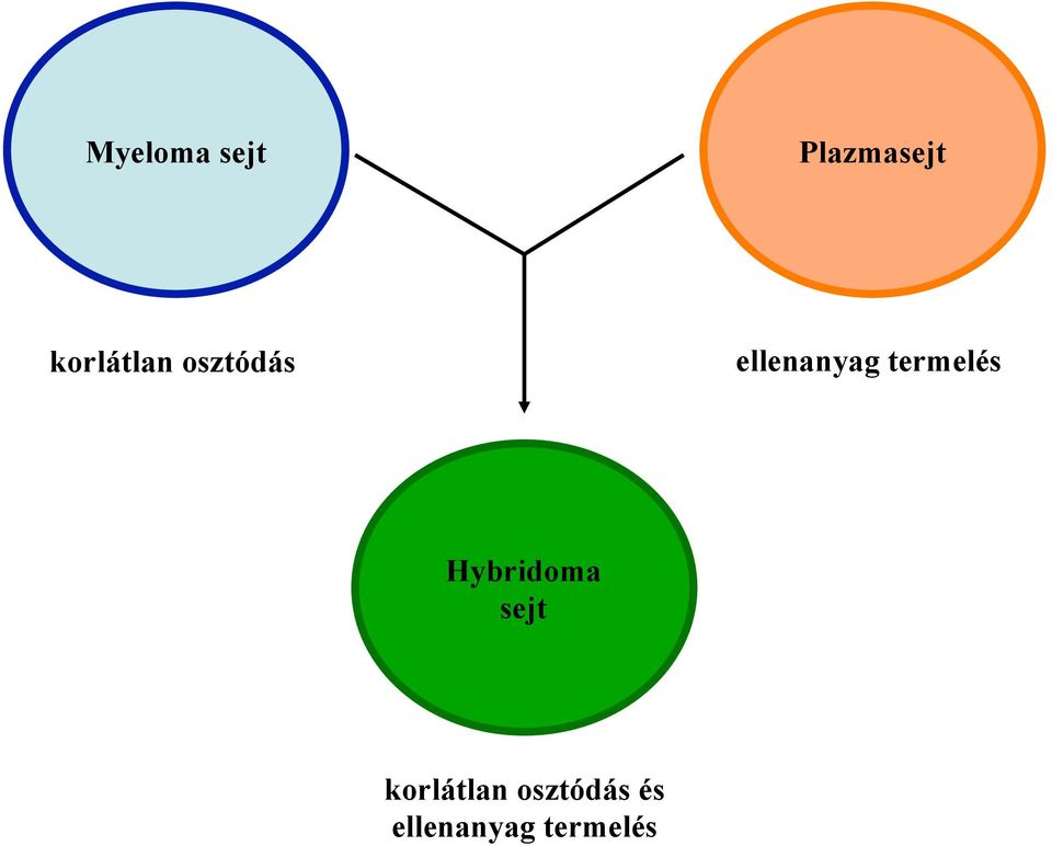 termelés Hybridoma sejt