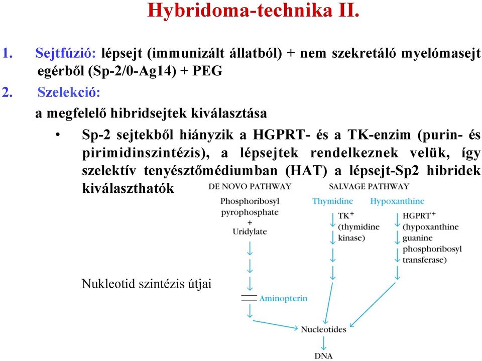 2. Szelekció: a megfelelő hibridsejtek kiválasztása Sp-2 sejtekből hiányzik a HGPRT- és a