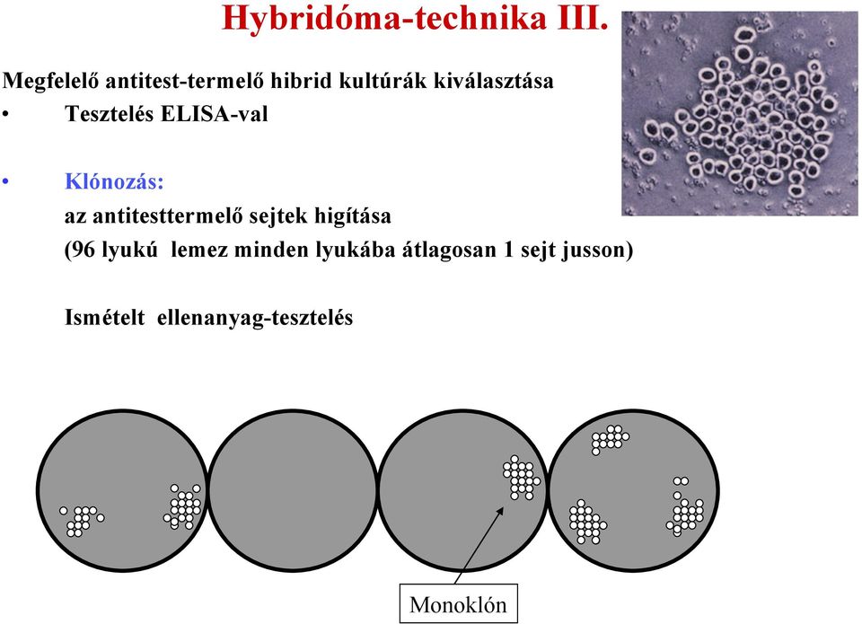 Tesztelés ELISA-val Klónozás: az antitesttermelő sejtek