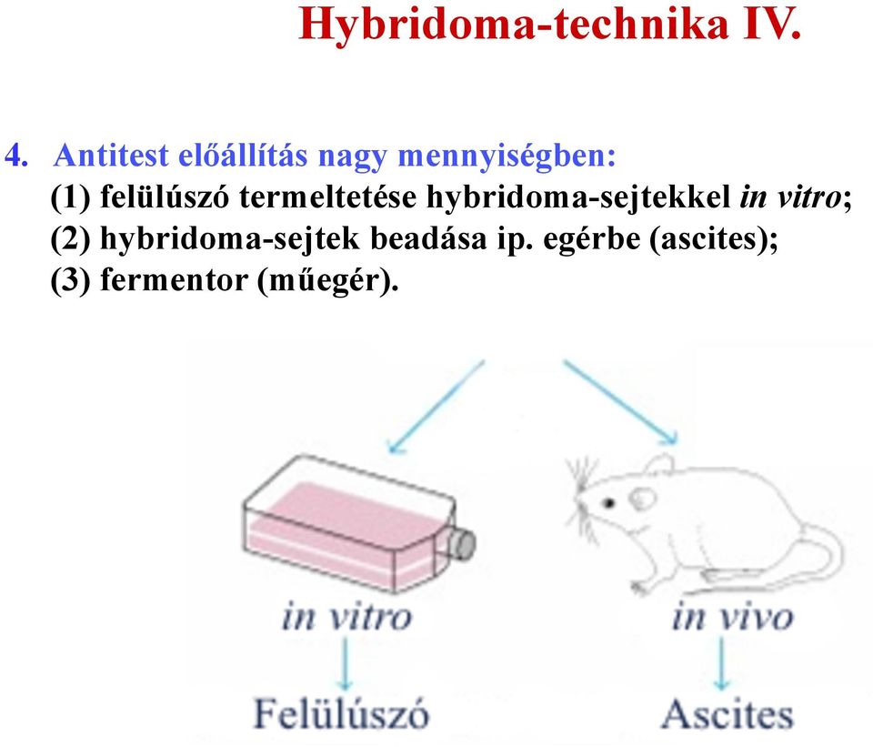 felülúszó termeltetése hybridoma-sejtekkel in