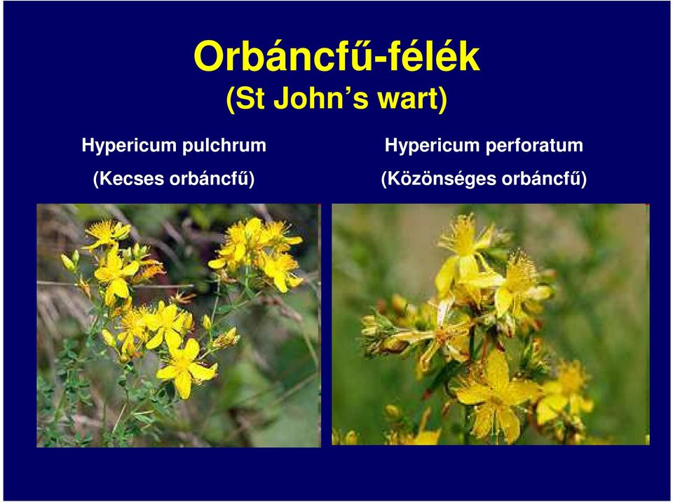 (Kecses orbáncfű) Hypericum