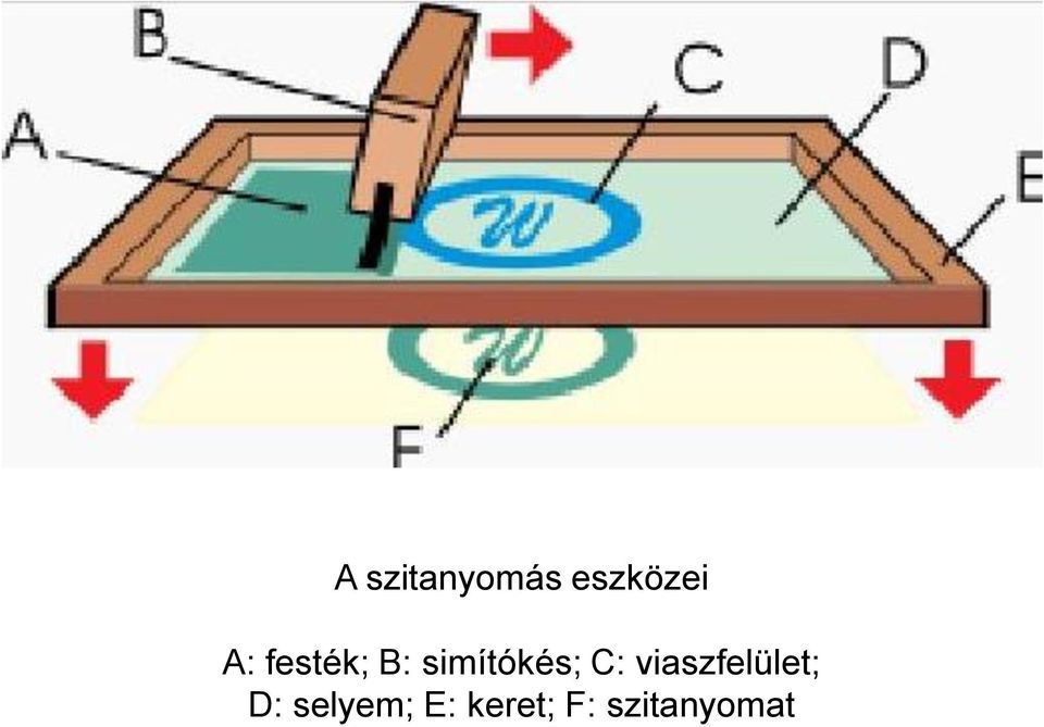 C: viaszfelület; D: