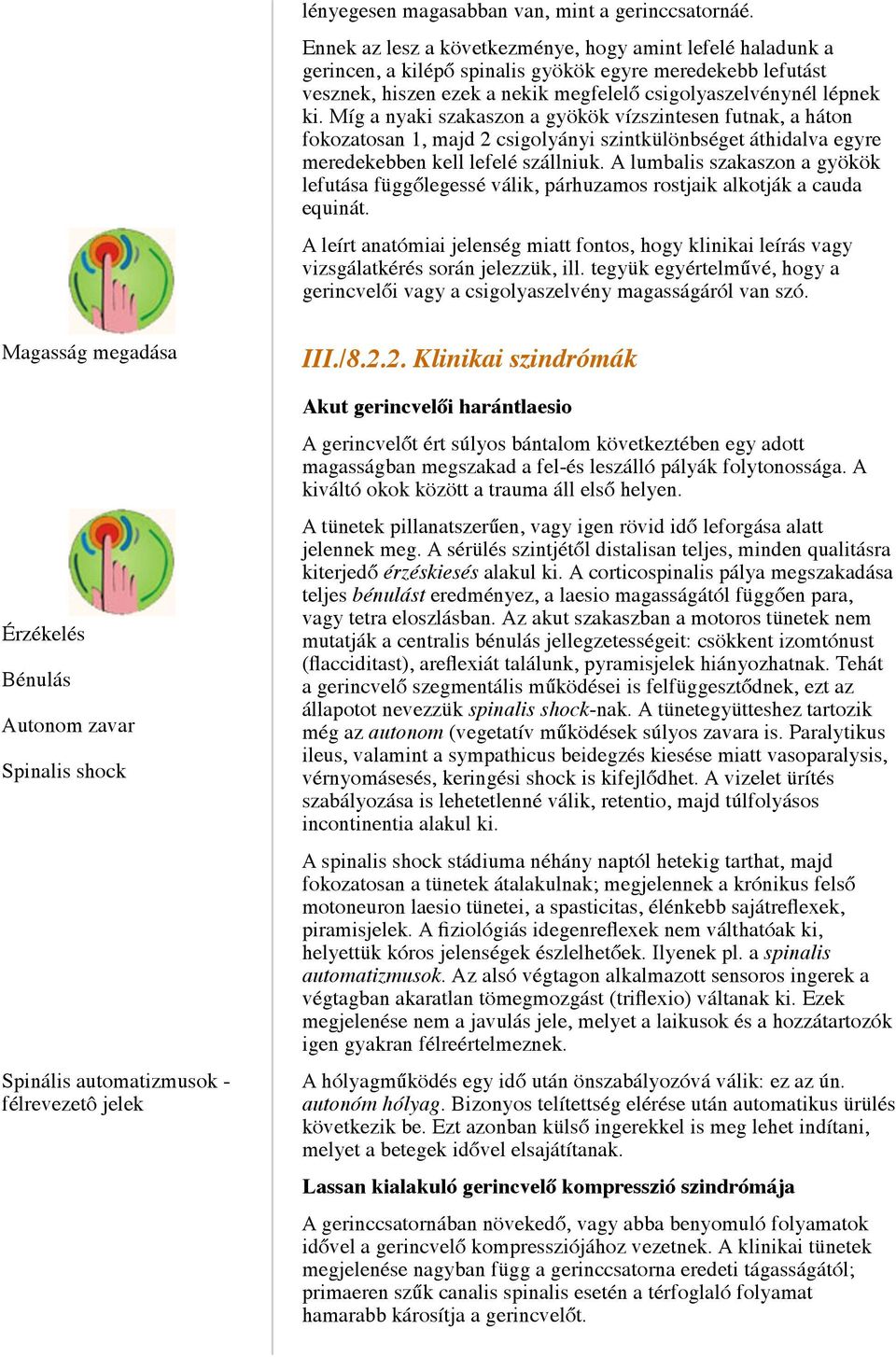 Míg a nyaki szakaszon a gyökök vízszintesen futnak, a háton fokozatosan 1, majd 2 csigolyányi szintkülönbséget áthidalva egyre meredekebben kell lefelé szállniuk.