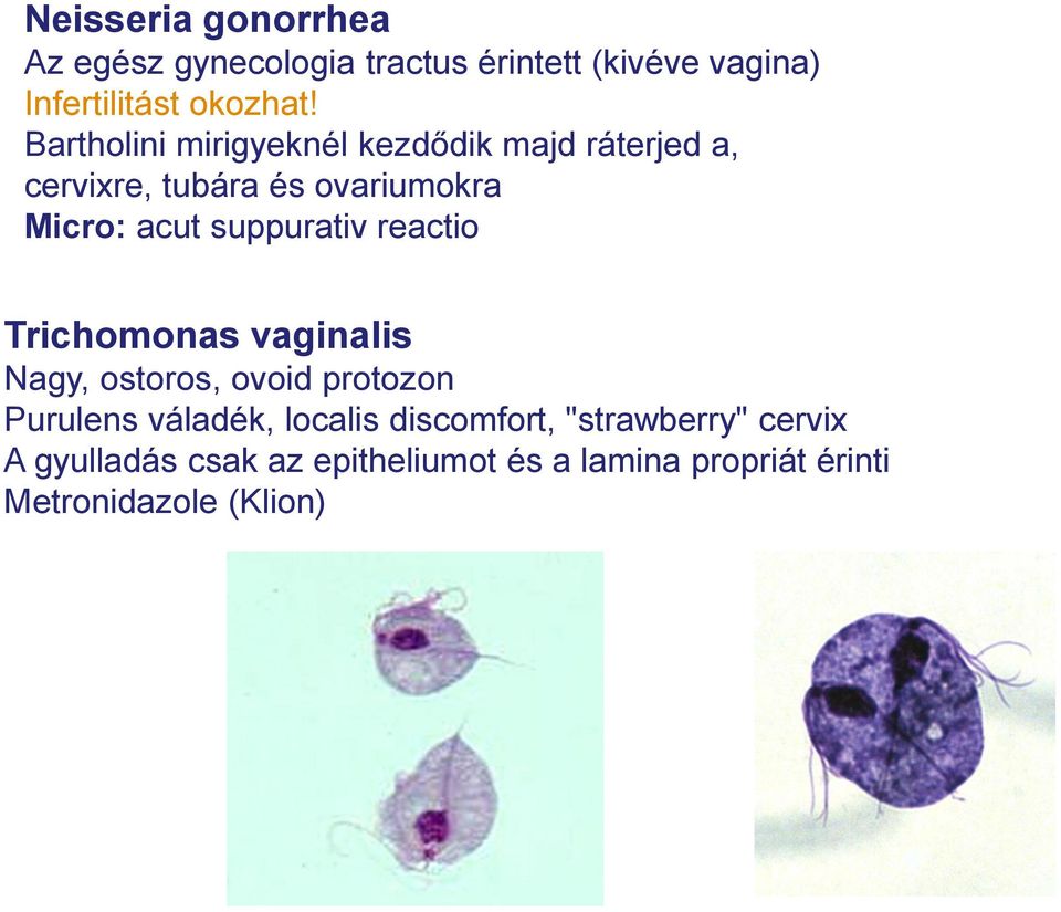 suppurativ reactio Trichomonas vaginalis Nagy, ostoros, ovoid protozon Purulens váladék, localis