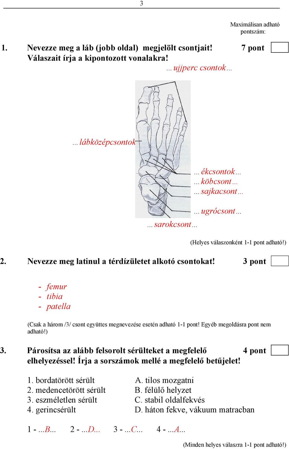 3 pont - femur - tibia - patella (Csak a három /3/ csont együttes megnevezése esetén adható 1-1 pont! Egyéb megoldásra pont nem adható!) 3.