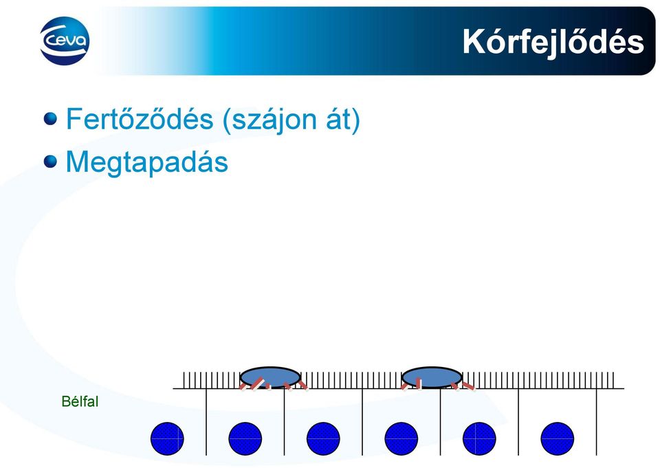 (szájon át)