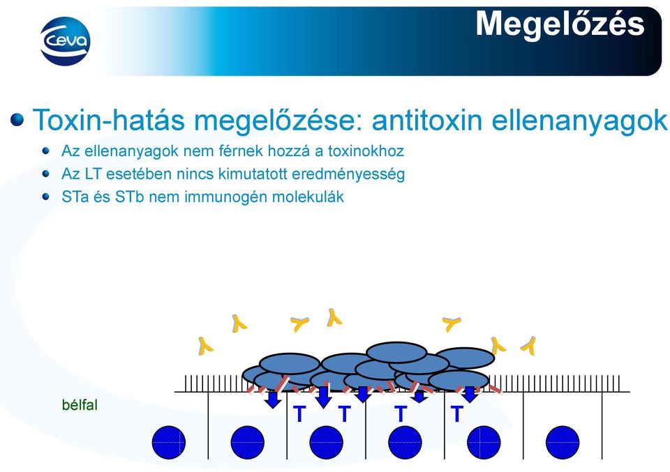 toxinokhoz Az LT esetében nincs kimutatott