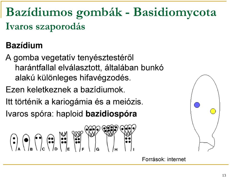 alakú különleges hifavégzodés. Ezen keletkeznek a bazídiumok.