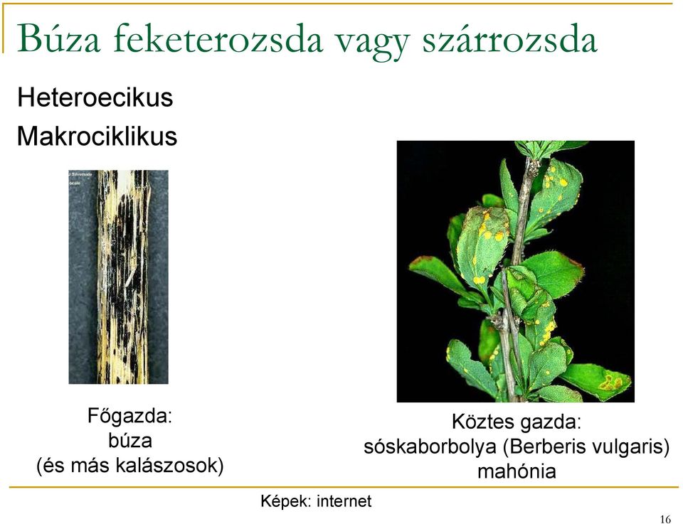 (és más kalászosok) Köztes gazda: